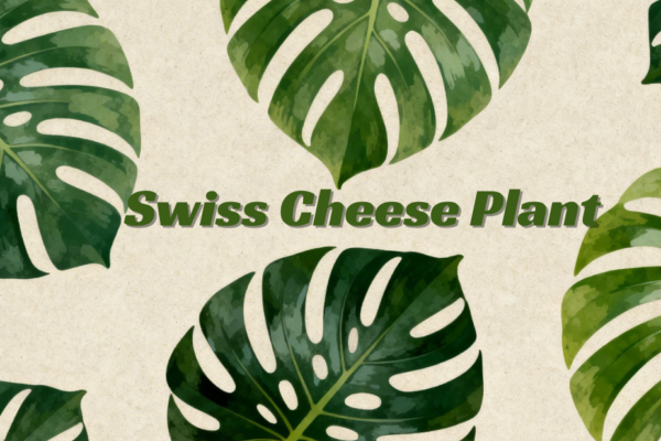 Everything You Need to Know About the Swiss Cheese Plant: Growth Habits, Split Leaves, and Tropical Care Requirements